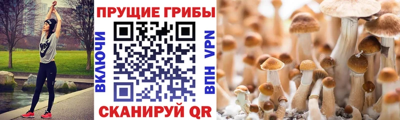 наркошоп  Сорочинск  Галлюциногенные грибы MAGIC MUSHROOMS 